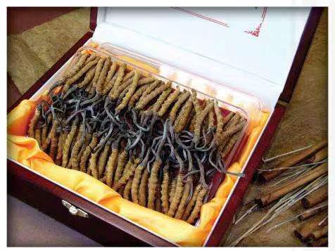 巴青冬虫夏草回收